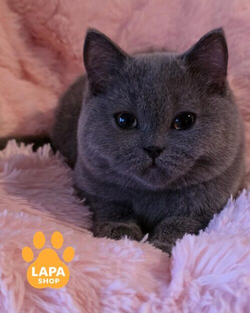 голубой британец