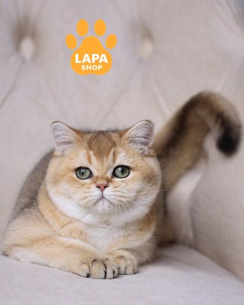 золота британка