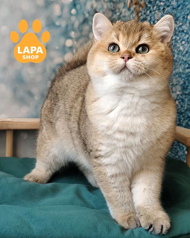 золотий британець