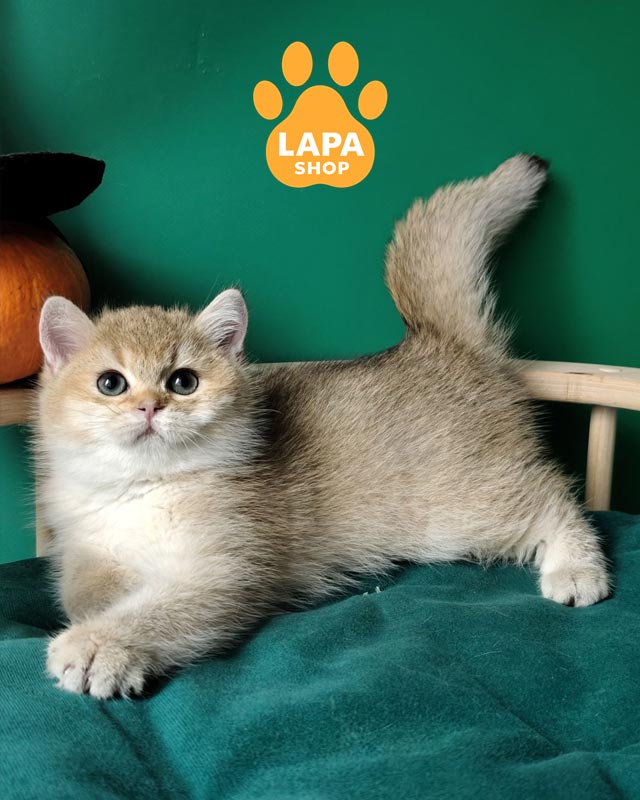 золотой британец