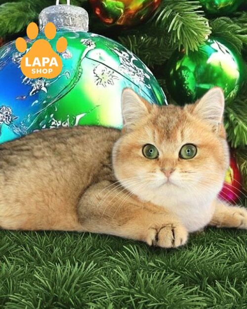 золотий британець