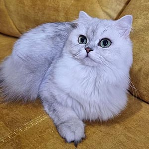 Голубоглазый британский красавчик с роскошным серебристым окрасом Chip bri mom 2