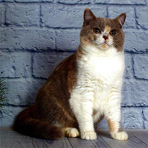 Iris — очаровательный британский котенок с эффектным нежным окрасом bri mom1