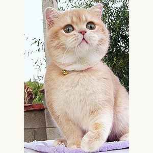 Goldie – невероятная британская кошечка с эффектными темно-синими глазками bri mom2