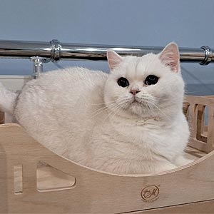 Элегантная британская принцеса с невероятно яркими синими глазками Holly bri mom9