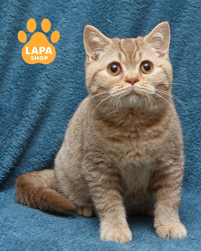 циннамоновый британец <br> <br> <br>