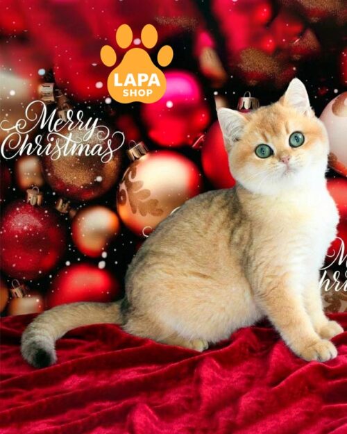 золотий британець