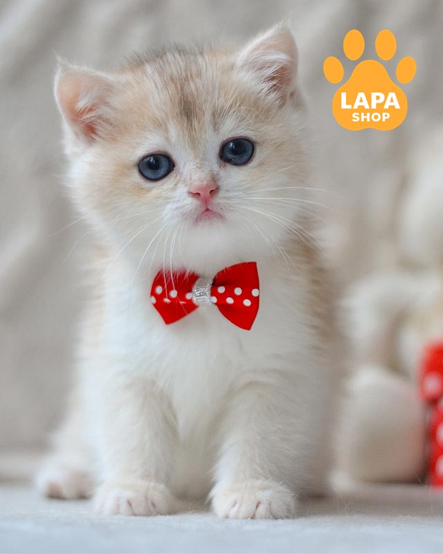 затушованный британец