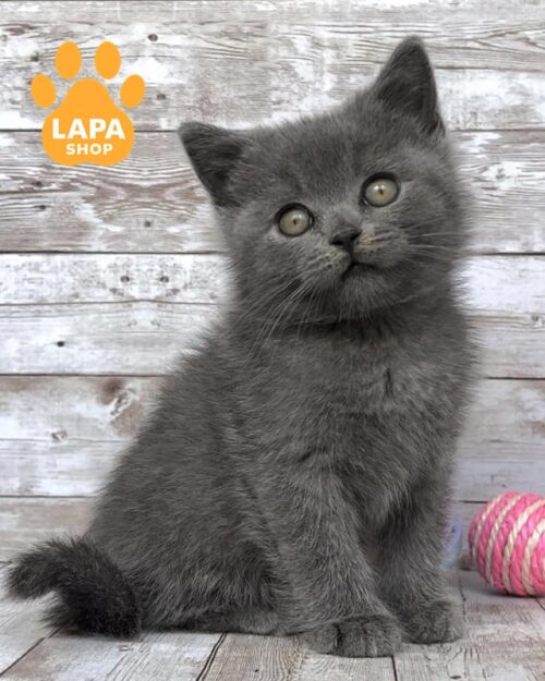 блакитний британець