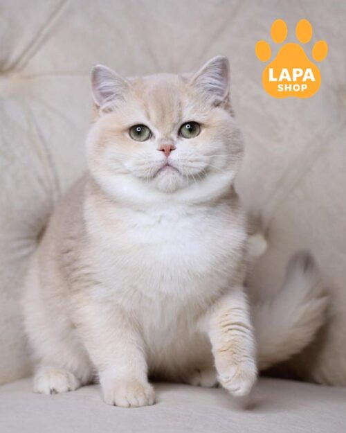 лілова британська кішка