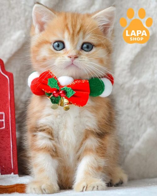 золотий британець