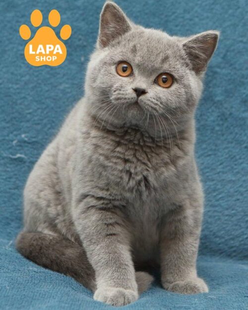 блакитний британець