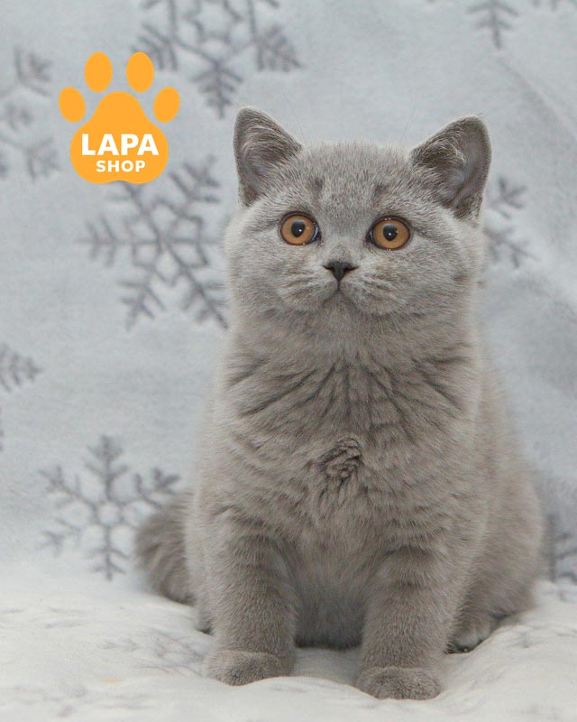 голубая британка