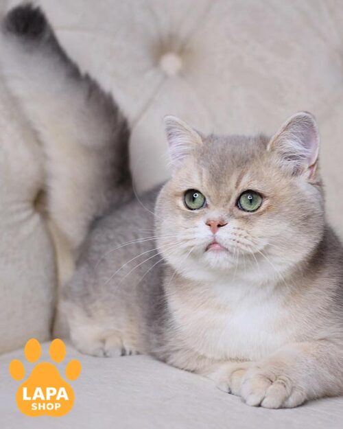 голубо-золотой британец