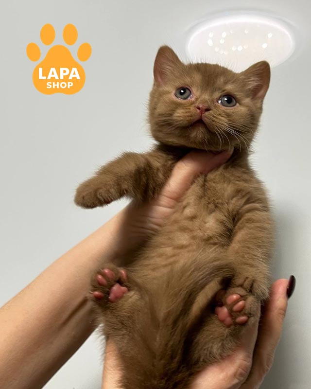 циннамоновый британец