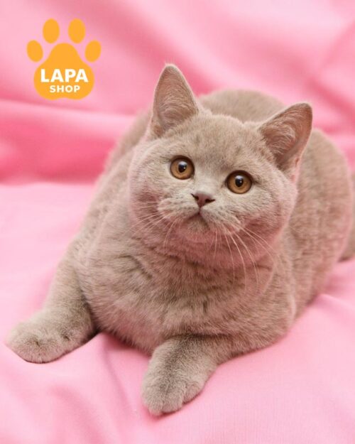 фавновий британець