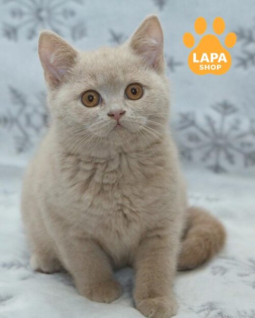 fawn British <br> <br> <br>