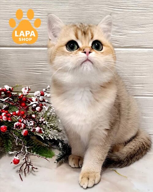 золотистий британець