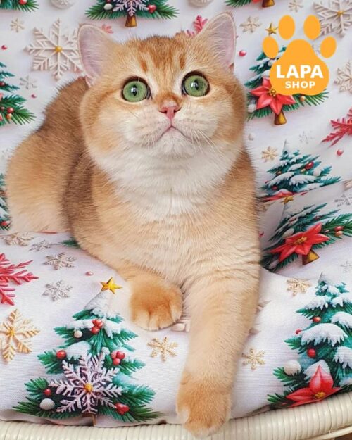 золота британка