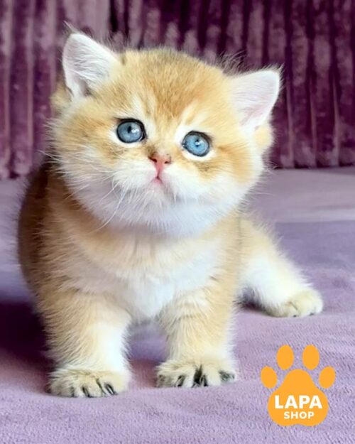 золотий британець