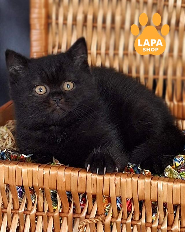 black British Shorthair kitty