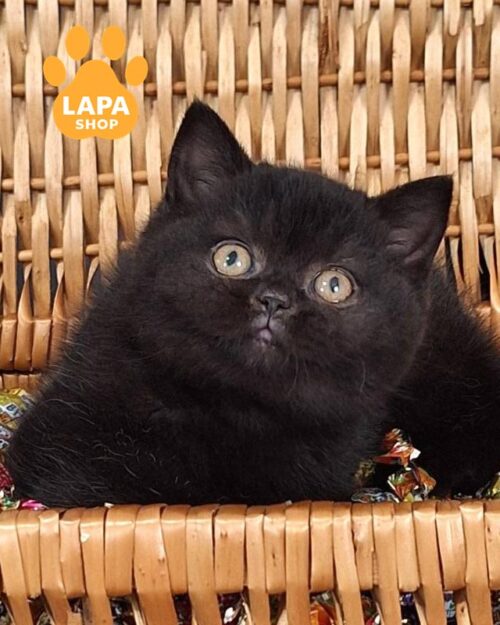 black British Shorthair kitty