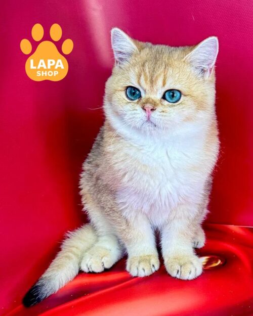 золотий британець