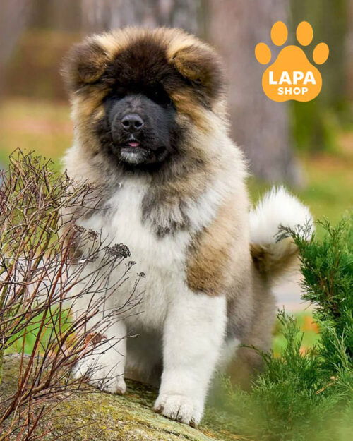 американська акіта флаффі