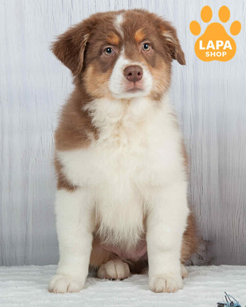 триколорный аусси