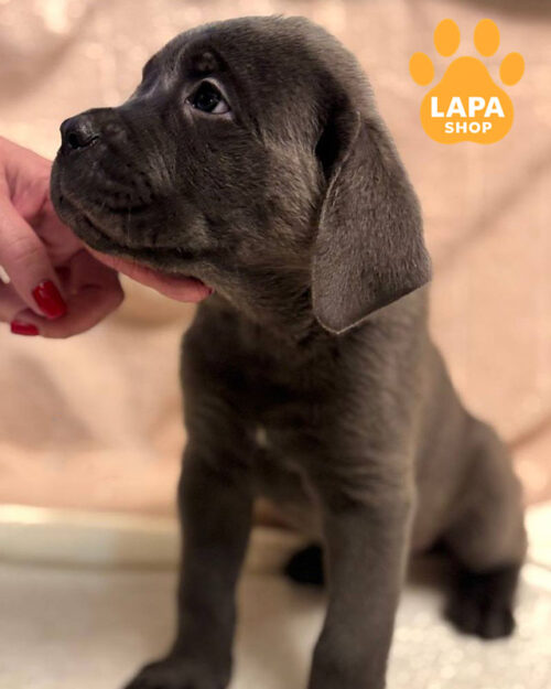 серый кане корсо