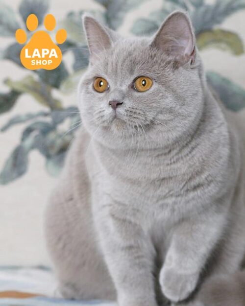 лілова британка