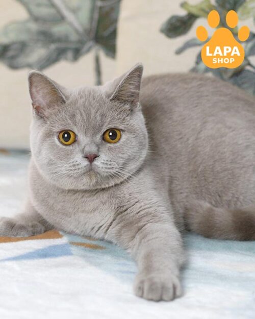 лілова британка