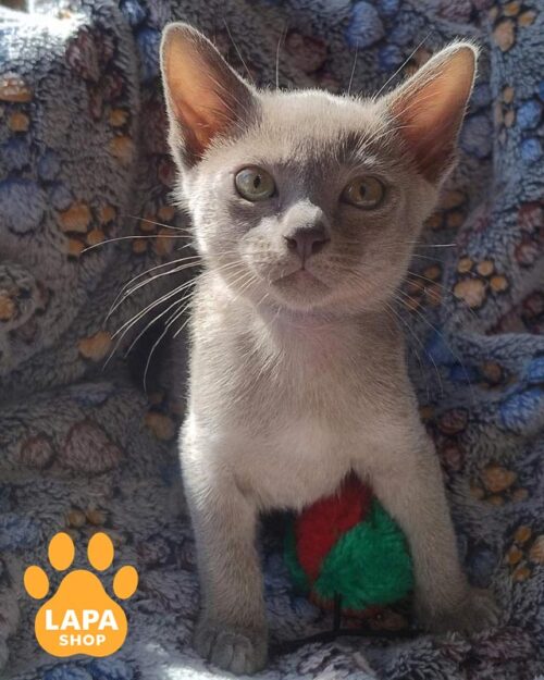 blue European Burmese