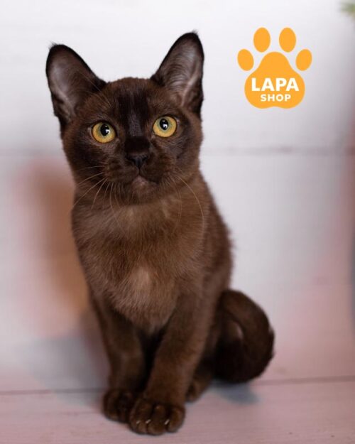 sable European Burmese kitty