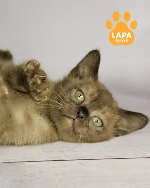 соболина европейская бурма