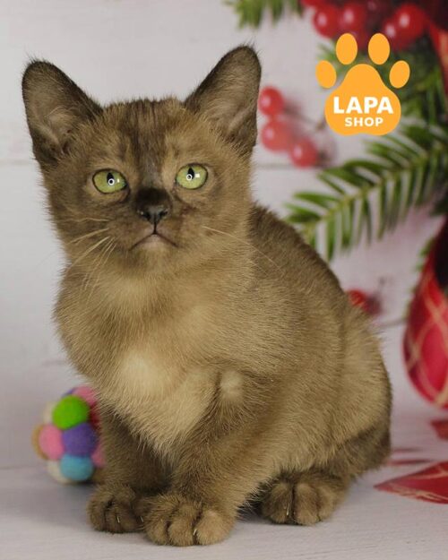 sable European Burmese kitty