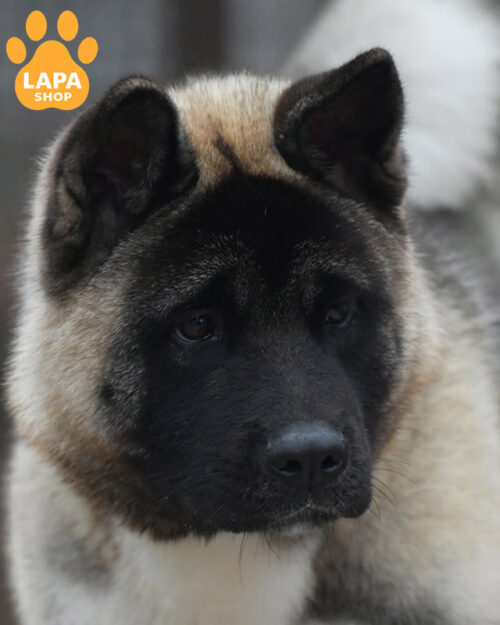 сіро-біла американська акіта