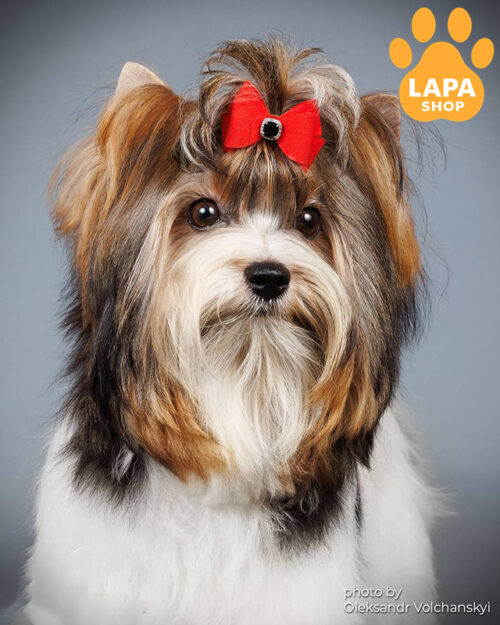 йоркширский терьер