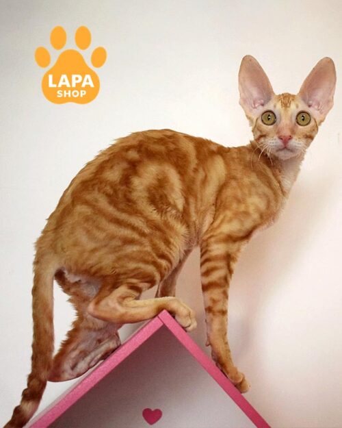 рудий корніш-рекс