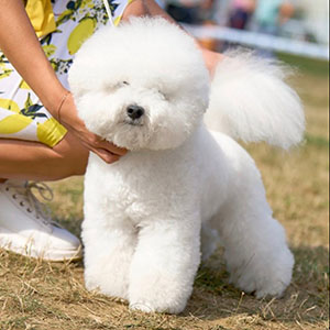 Елегантний красень породи бішон фрізе в білій шубці dad 1