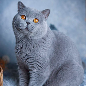 Teana – милая британская кошечка в шубке голубого окраса dad 14