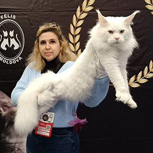 Jazz – большой и активный котик породы мейн-кун с желтыми глазами dad 4