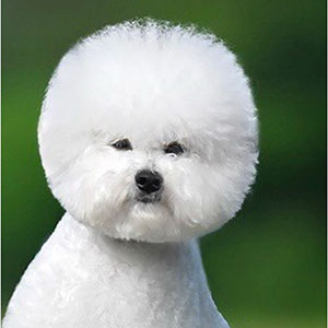 Гарний білосніжний хлопчик породи бішон фрізе dad