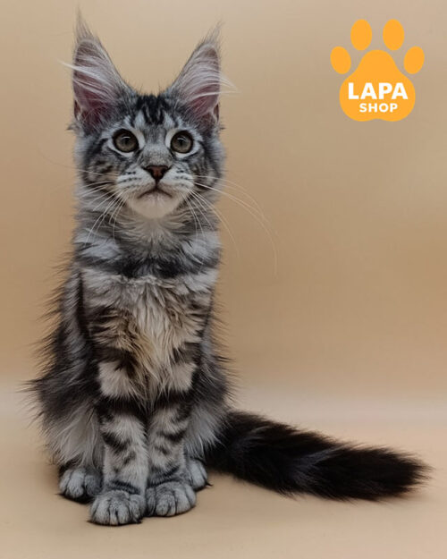 чорний сріблястий мейн-кун