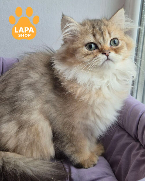 black gold british longhair