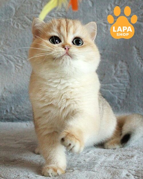 золотий британець