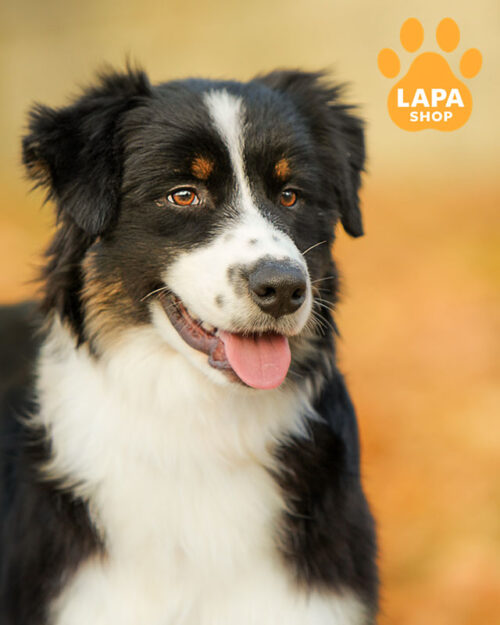 триколорна ауссі