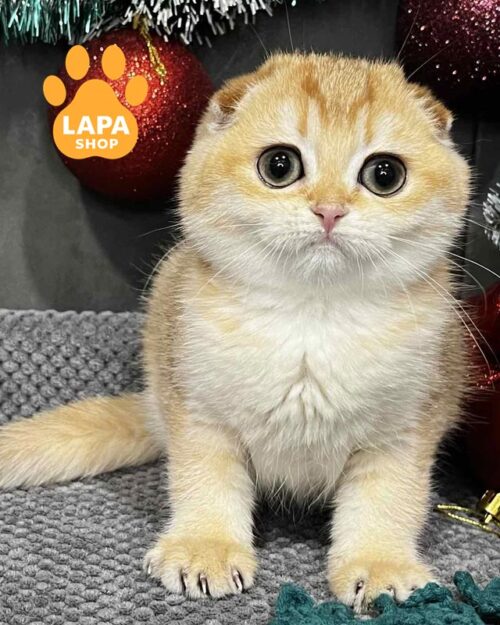 золота висловуха кішка