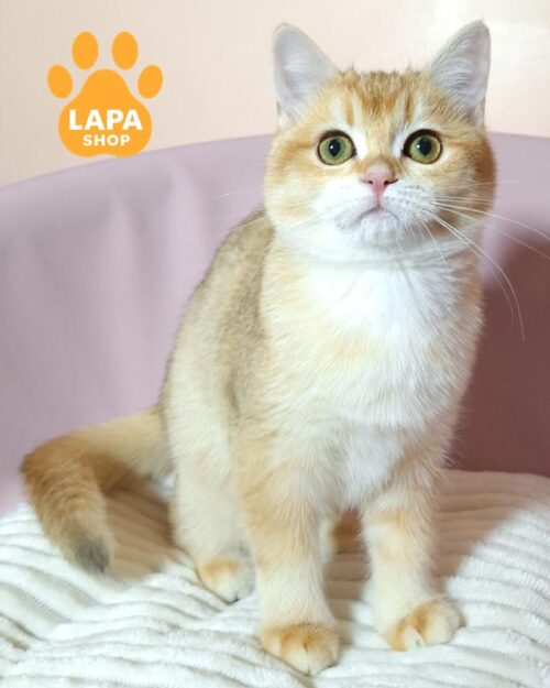 британская короткошерстная