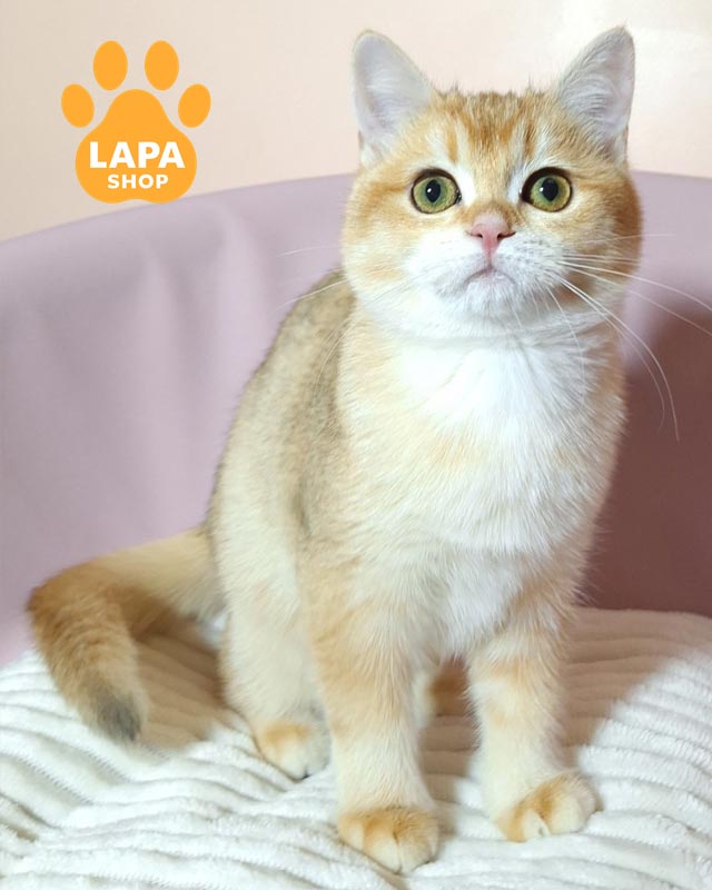 британская короткошерстная